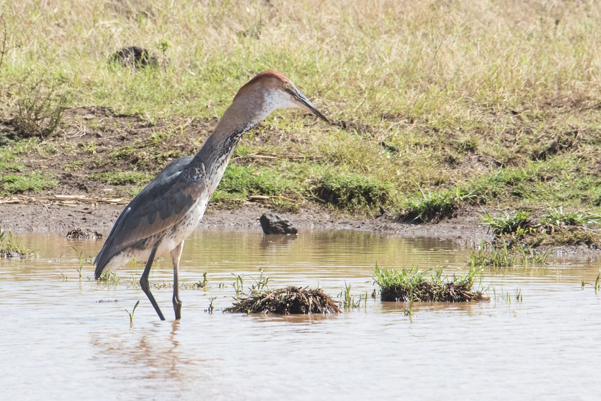 Goliath Heron - ML159572891