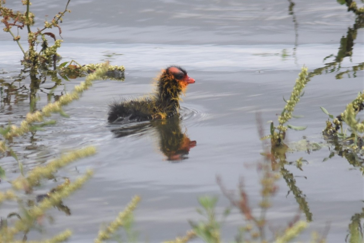 American Coot - ML159573041