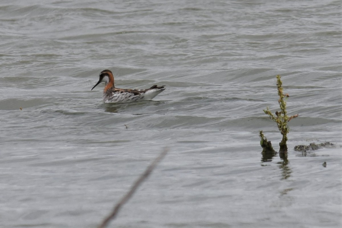 Phalarope à bec étroit - ML159573261