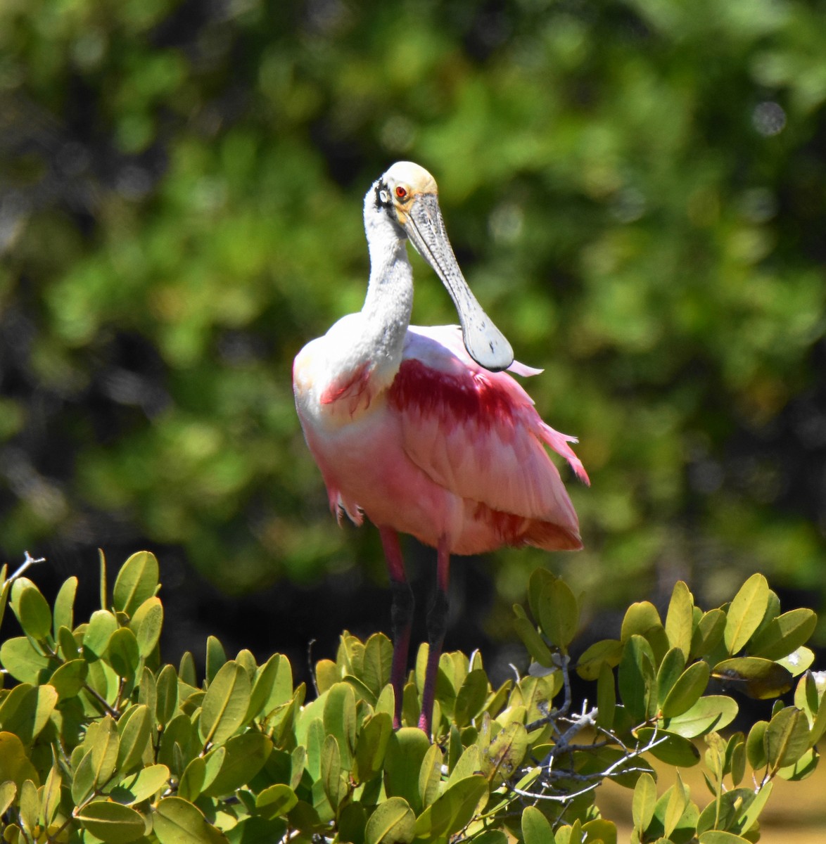 Roseate Spoonbill - Kristina Fisher