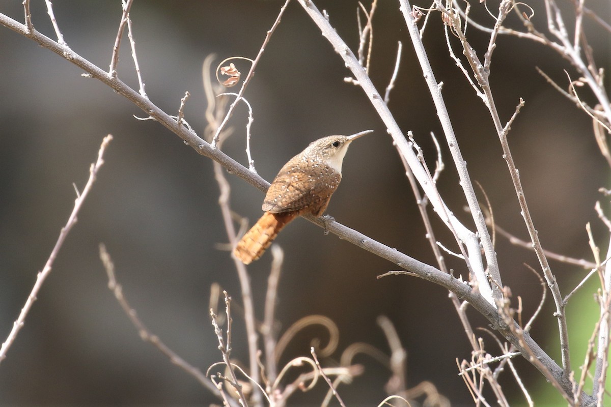 Canyon Wren - ML159573461