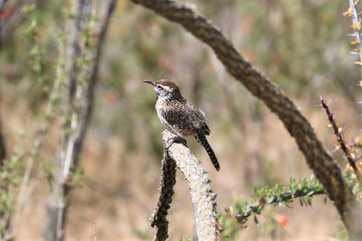 Cactus Wren - ML159573671