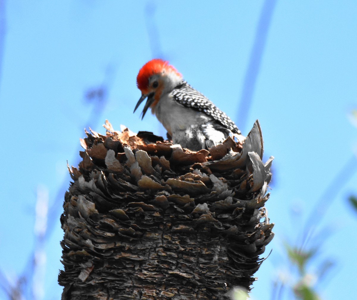 Red-bellied Woodpecker - ML159573841