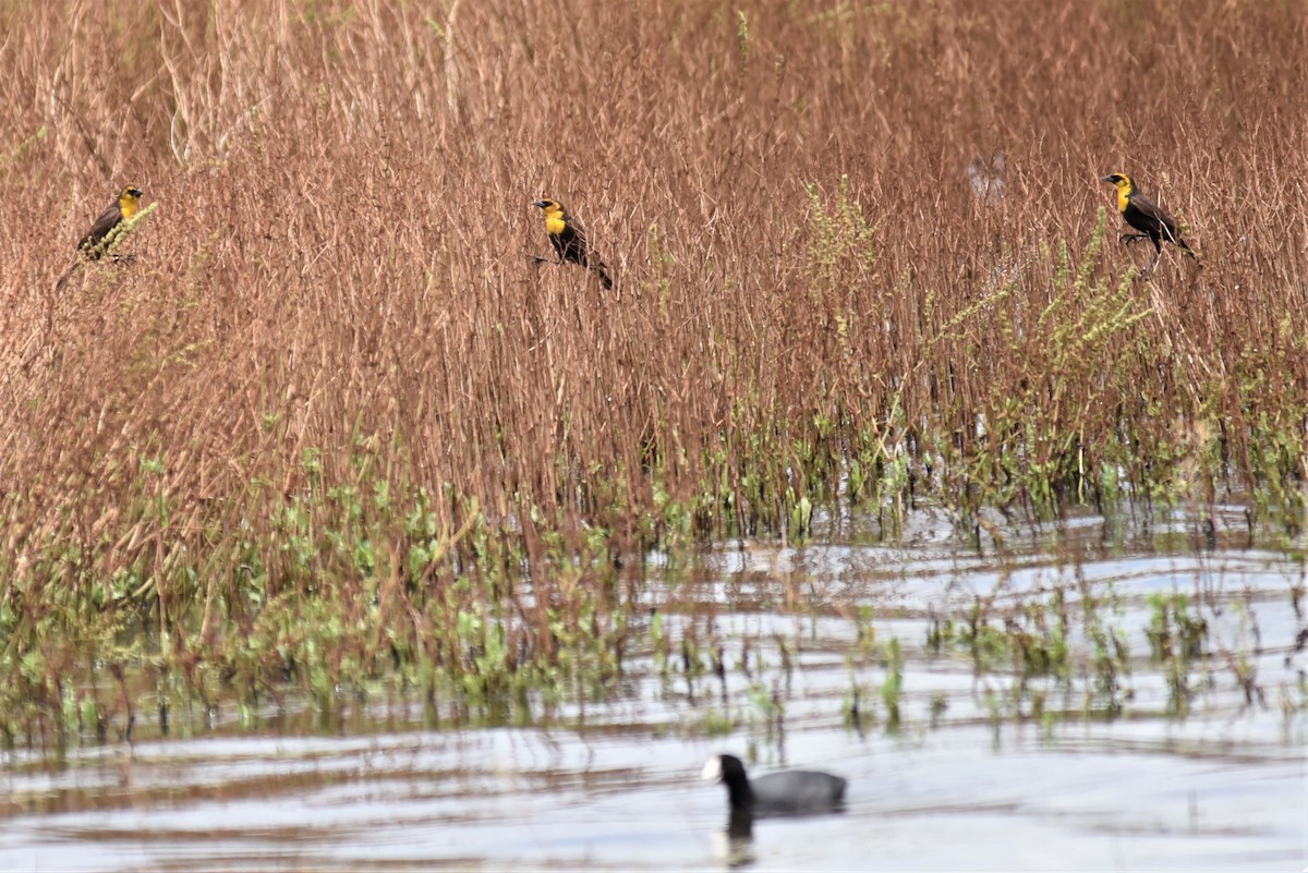 Yellow-headed Blackbird - Bruce Mast