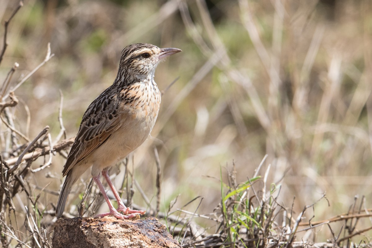 Rufous-naped Lark - ML159573891