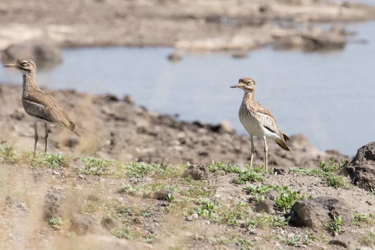 Water Thick-knee - Peter  Steward