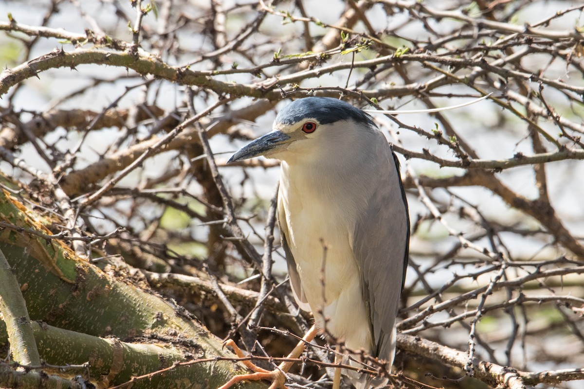 Black-crowned Night Heron - ML159574111