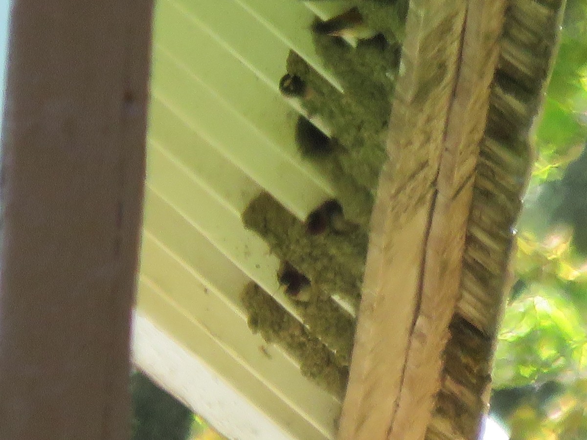 Cliff Swallow - ML159574161