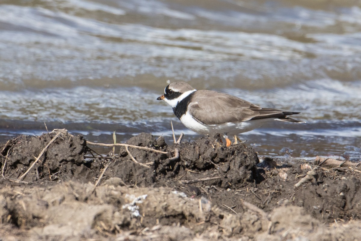 Common Ringed Plover - ML159574181