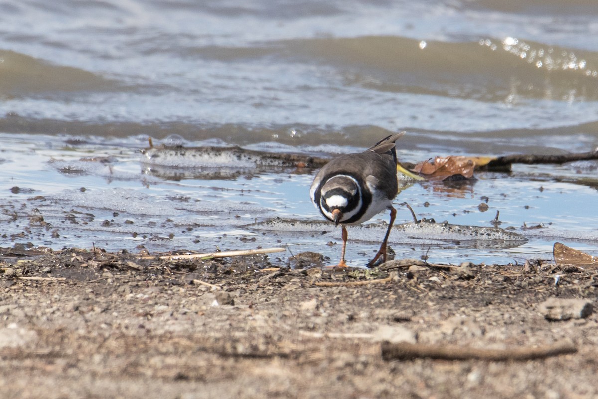 Common Ringed Plover - ML159574191