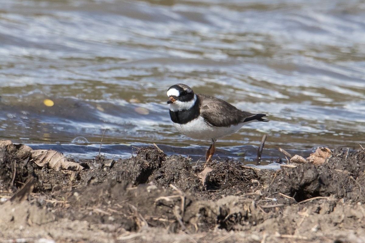 Common Ringed Plover - ML159574201