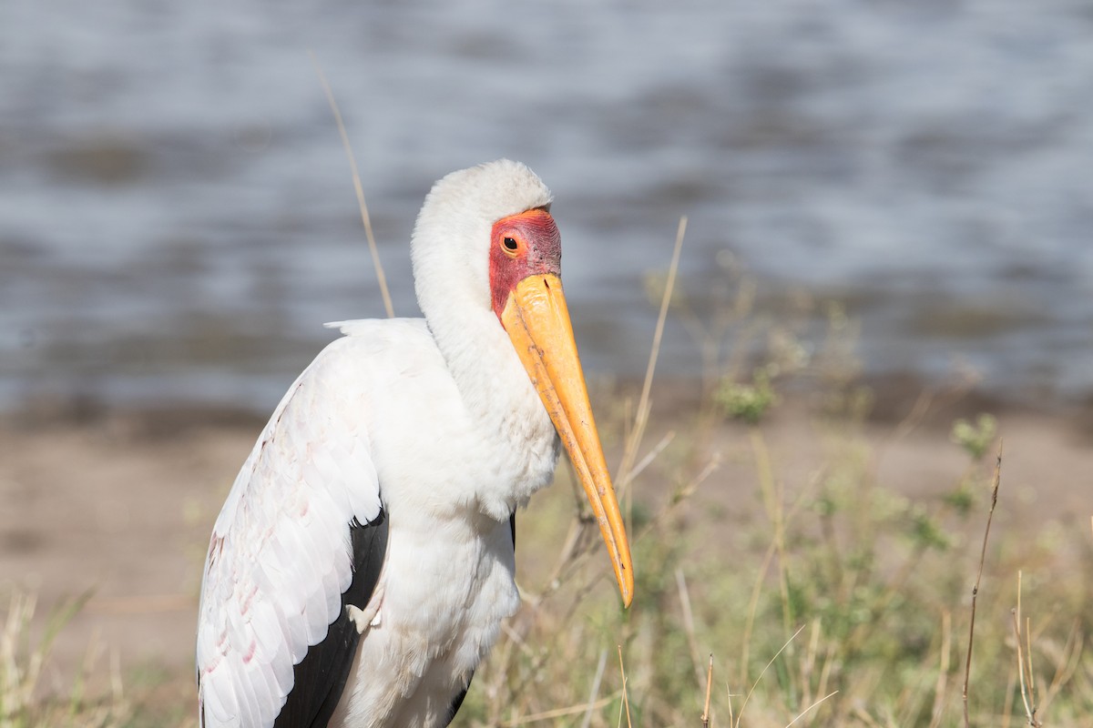 Yellow-billed Stork - Peter  Steward