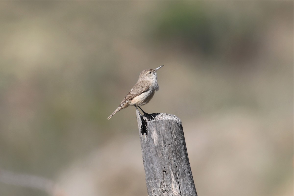 Rock Wren - Anthony Vicciarelli