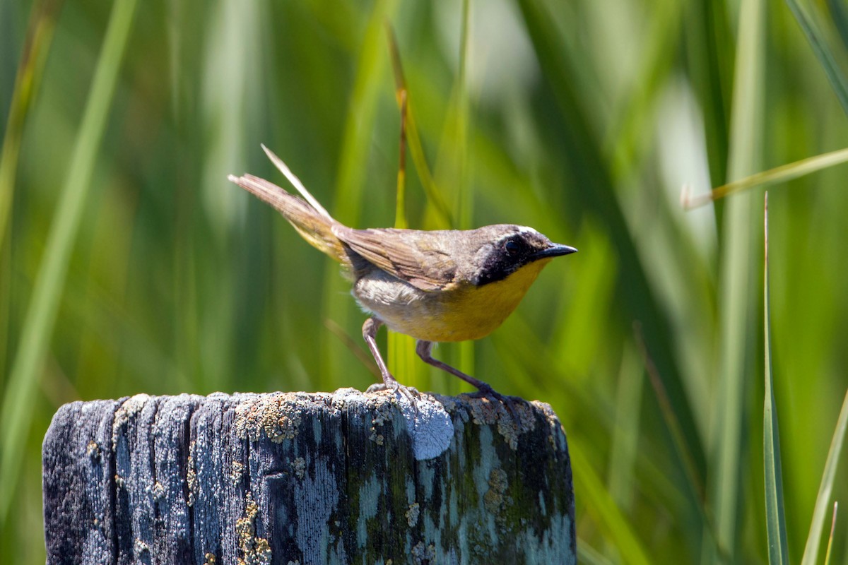 Common Yellowthroat - ML159575331