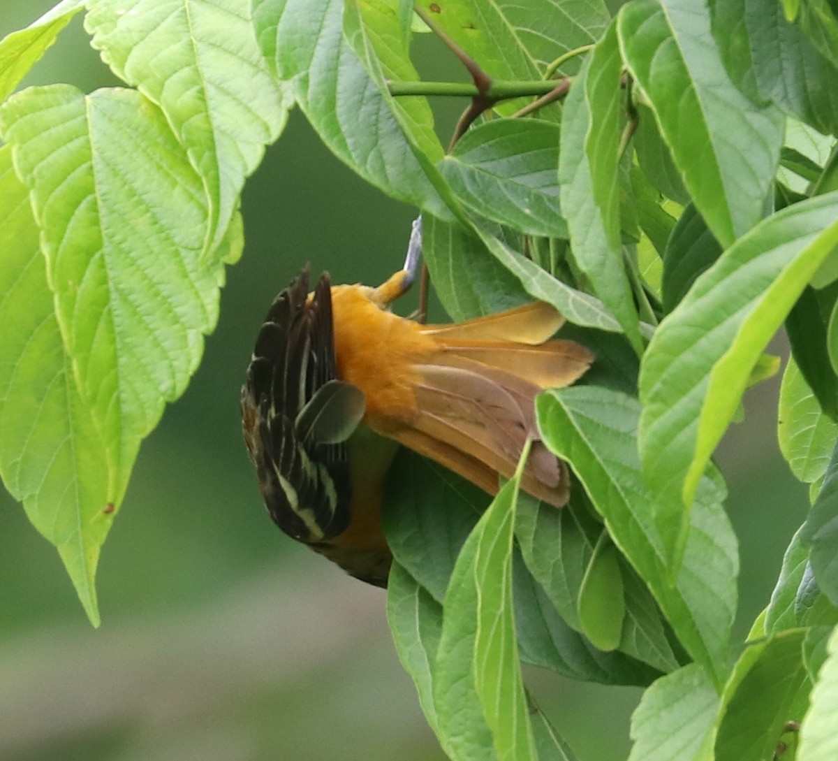 Baltimore Oriole - ML159575391
