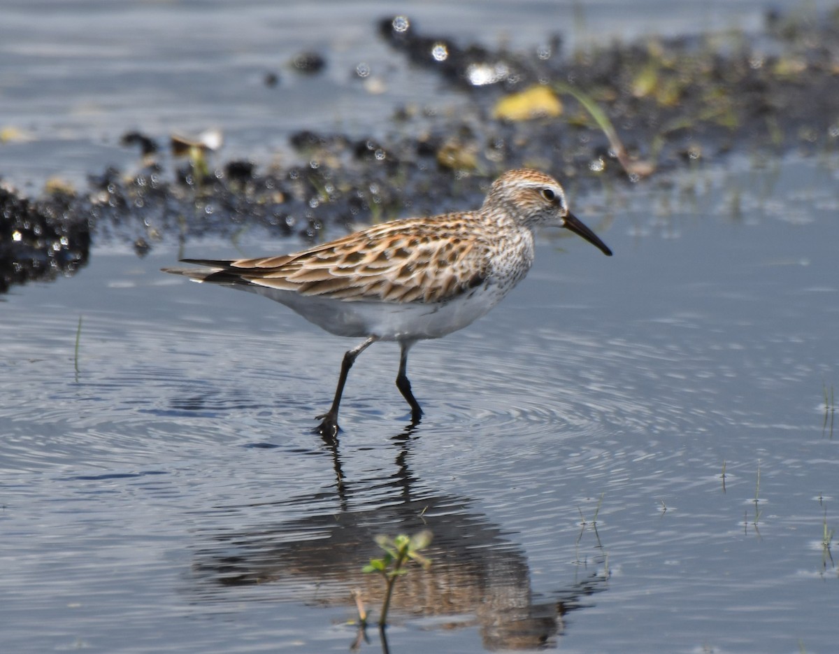 White-rumped Sandpiper - ML159575881