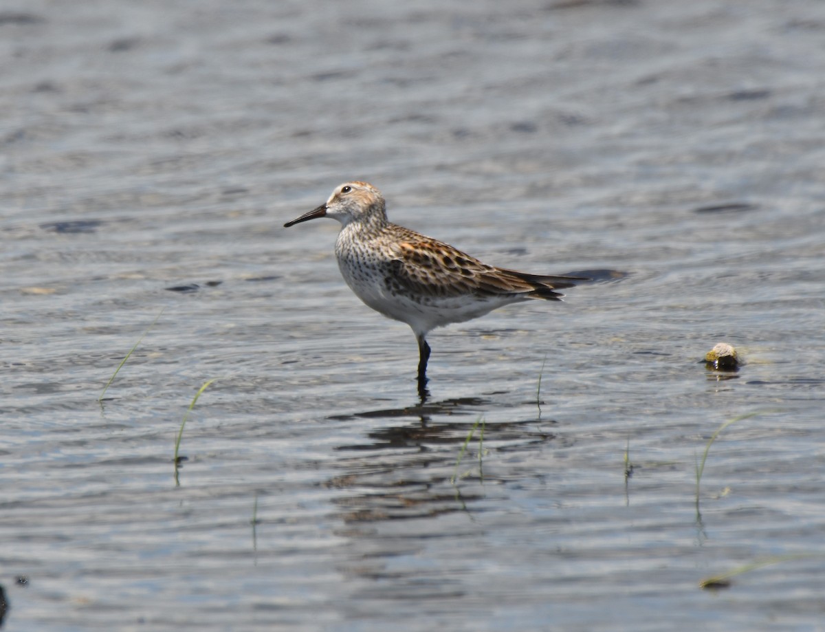 Weißbürzel-Strandläufer - ML159575891