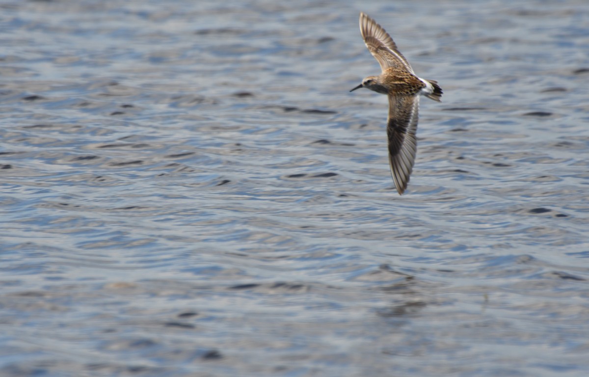 White-rumped Sandpiper - ML159575921