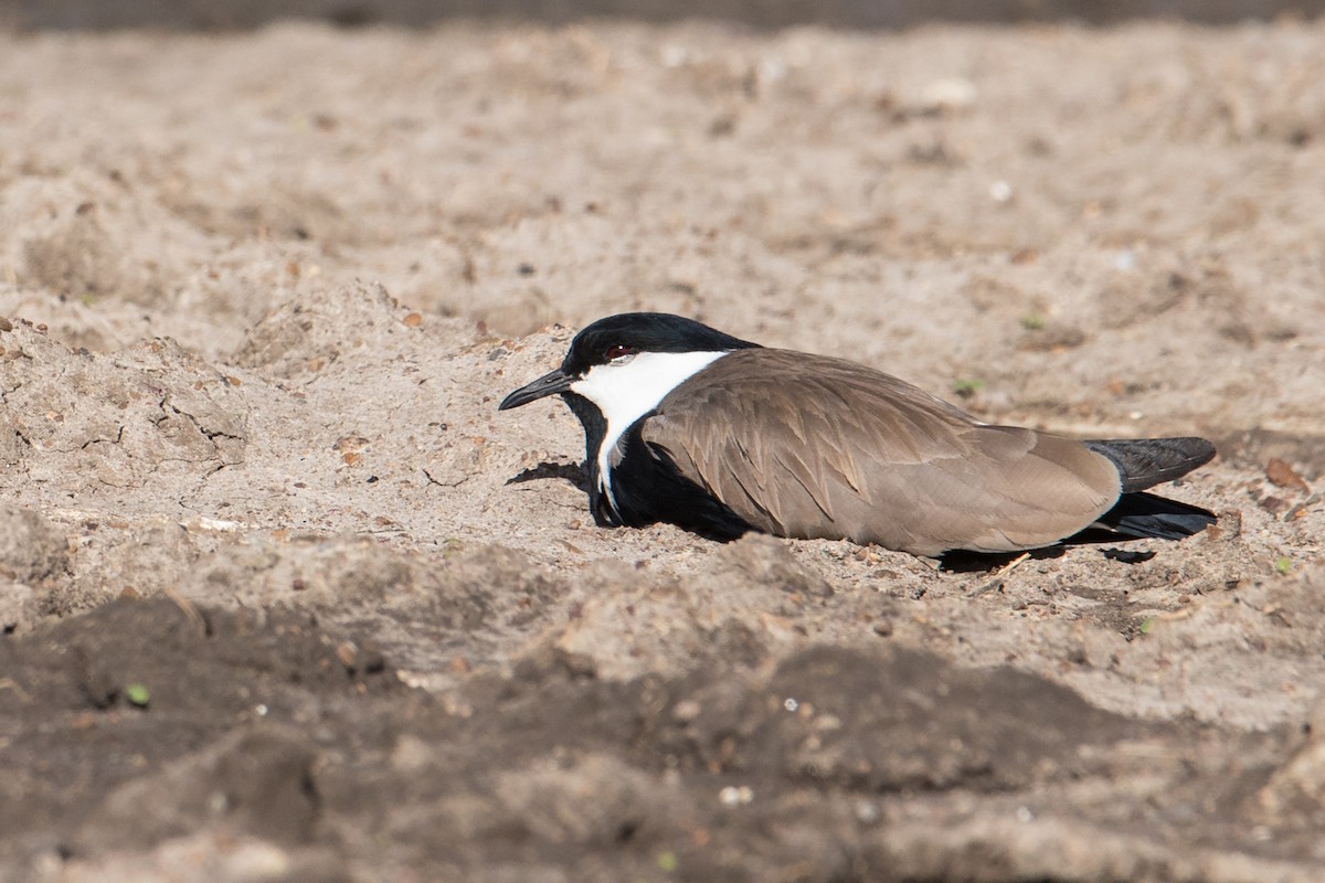 Spur-winged Lapwing - ML159577001