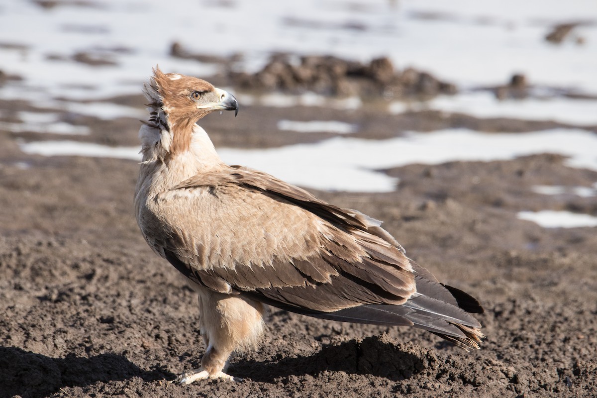 Tawny Eagle - ML159577041