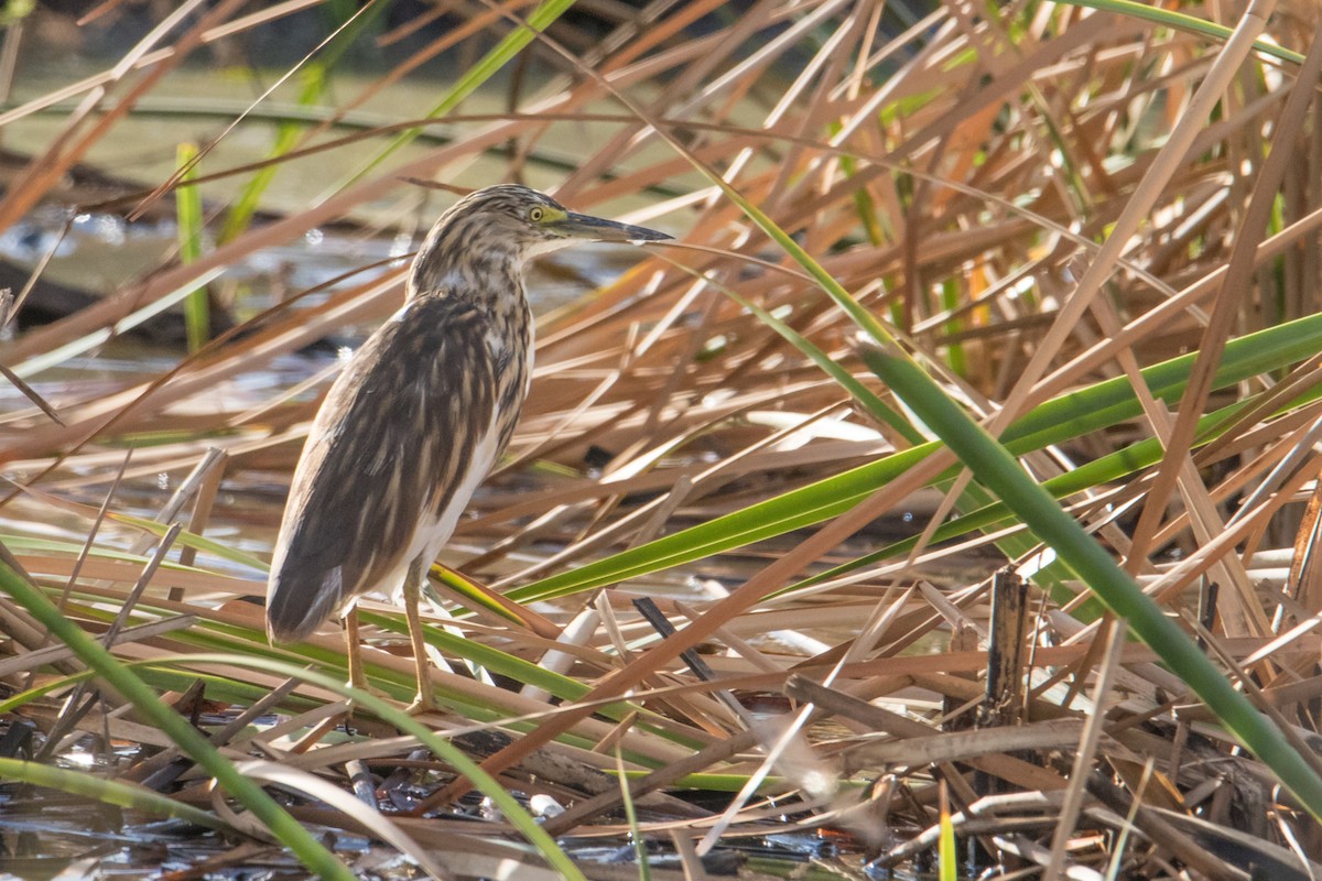 Malagasy Pond-Heron - ML159577121