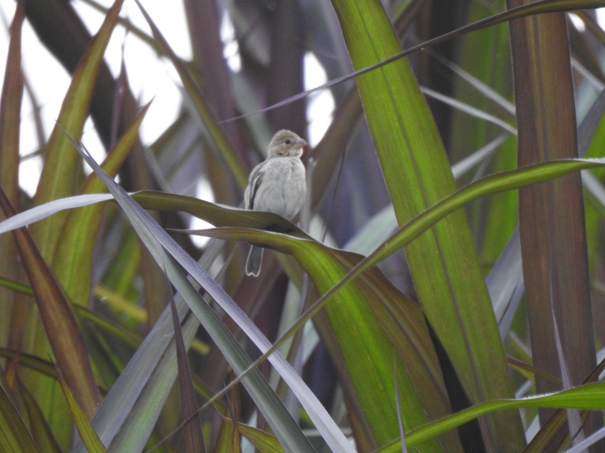 Ruddy-breasted Seedeater - Heidi  Viteri