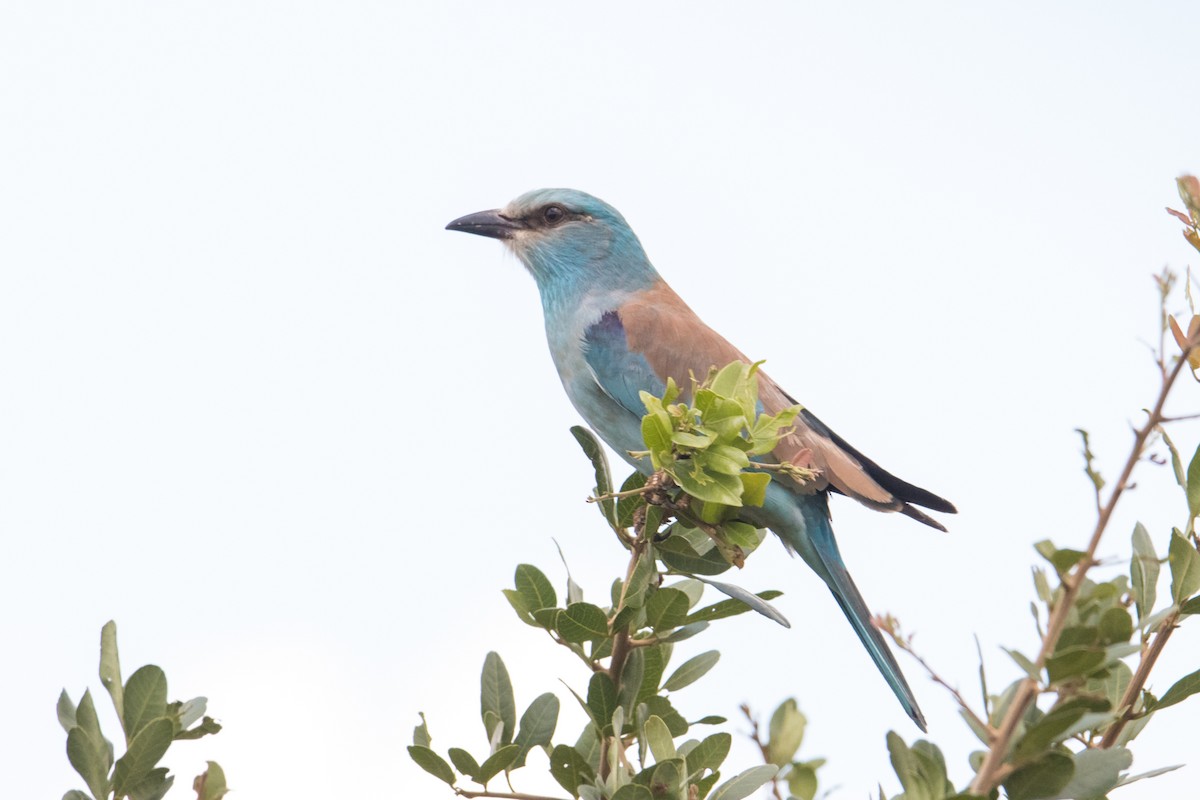 European Roller - ML159578181