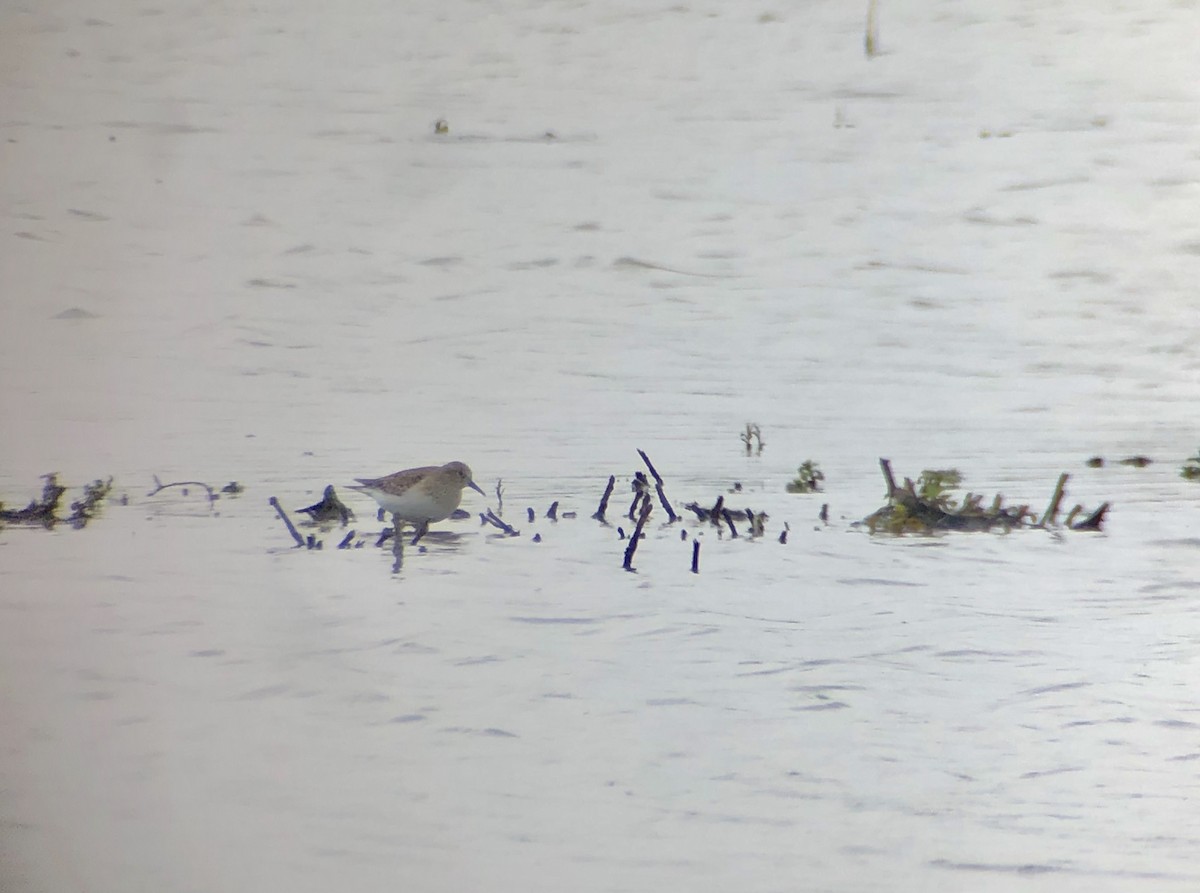 Temminck's Stint - ML159578291