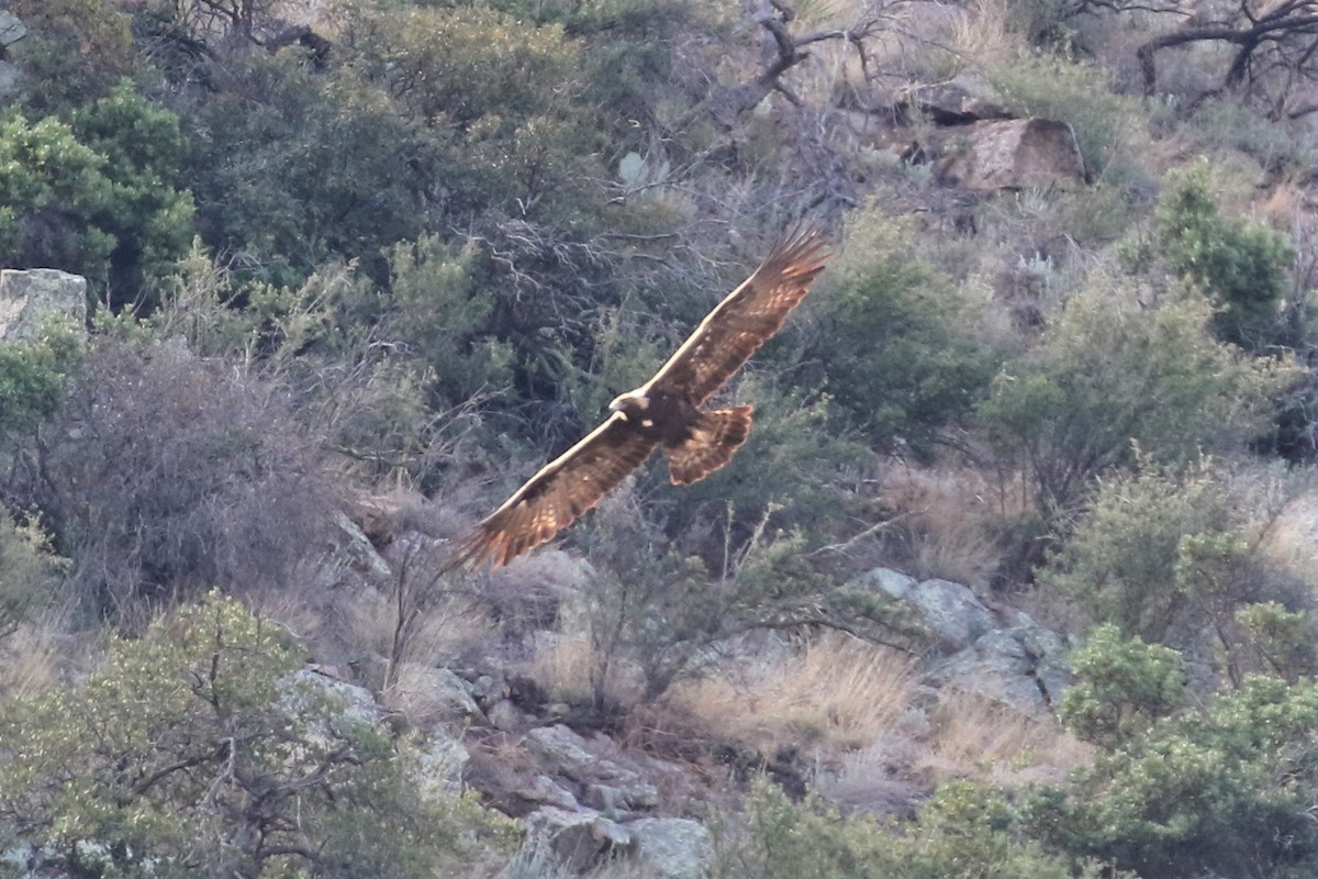 Águila Real - ML159578851