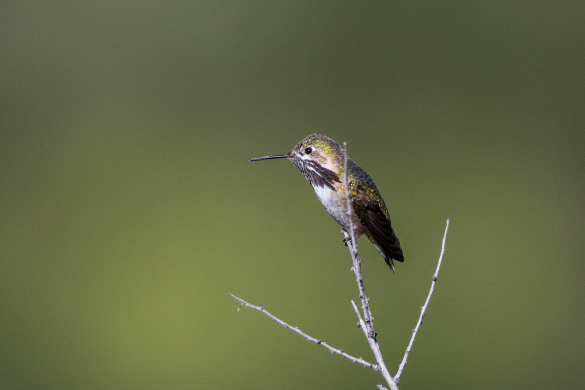 Calliope Hummingbird - William Clark