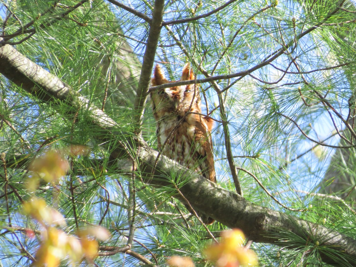 Eastern Screech-Owl - kandy rathinasamy