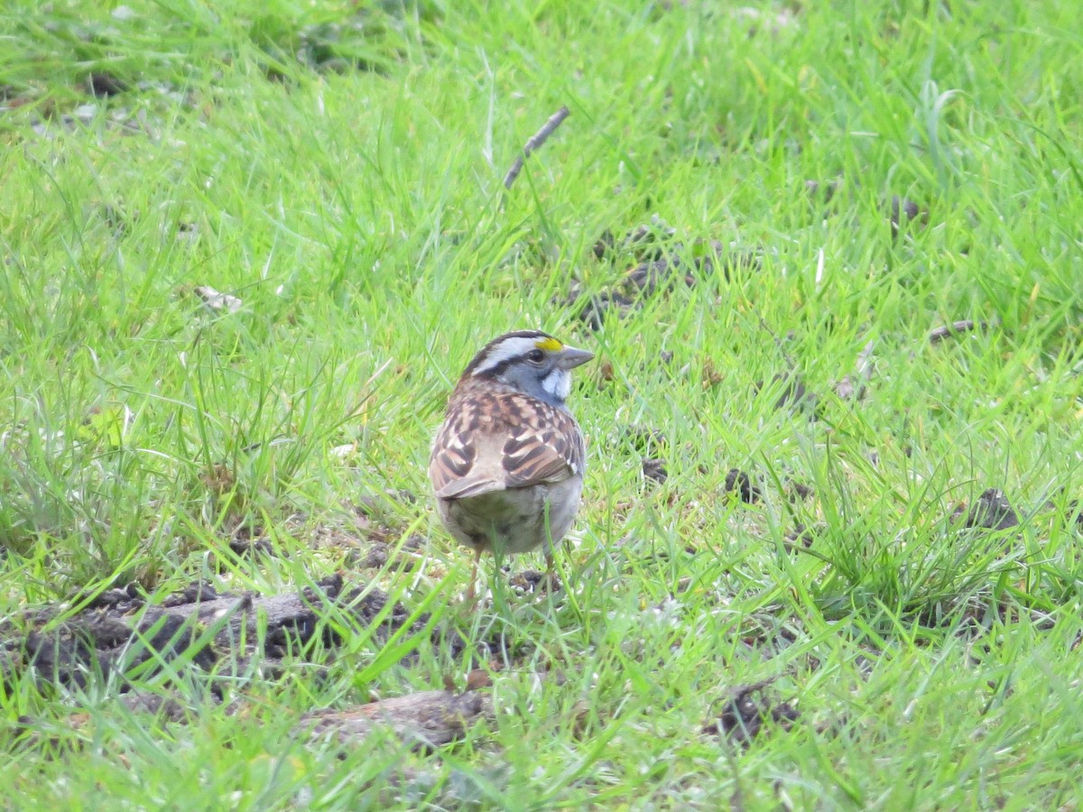 White-throated Sparrow - ML159580751