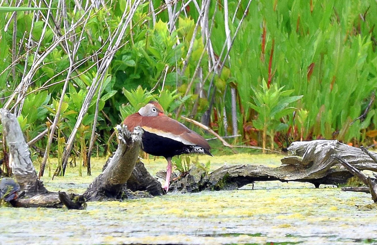 Black-bellied Whistling-Duck - ML159582361