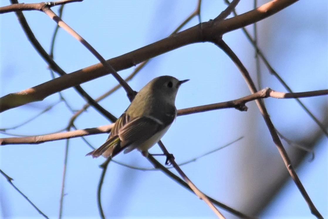 Ruby-crowned Kinglet - ML159583661