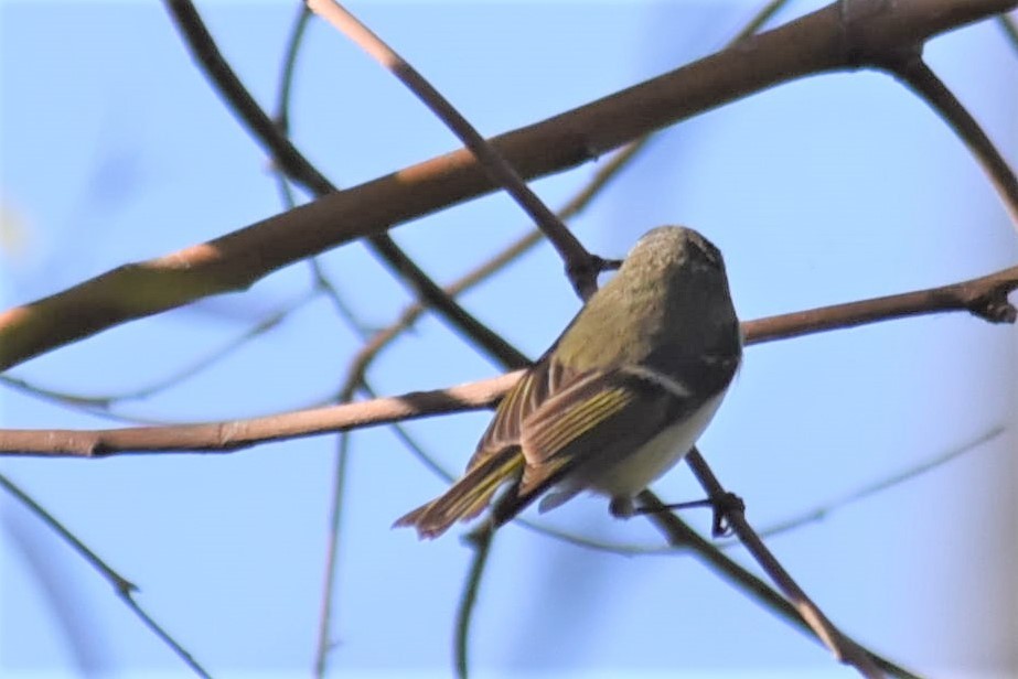 Ruby-crowned Kinglet - ML159583691