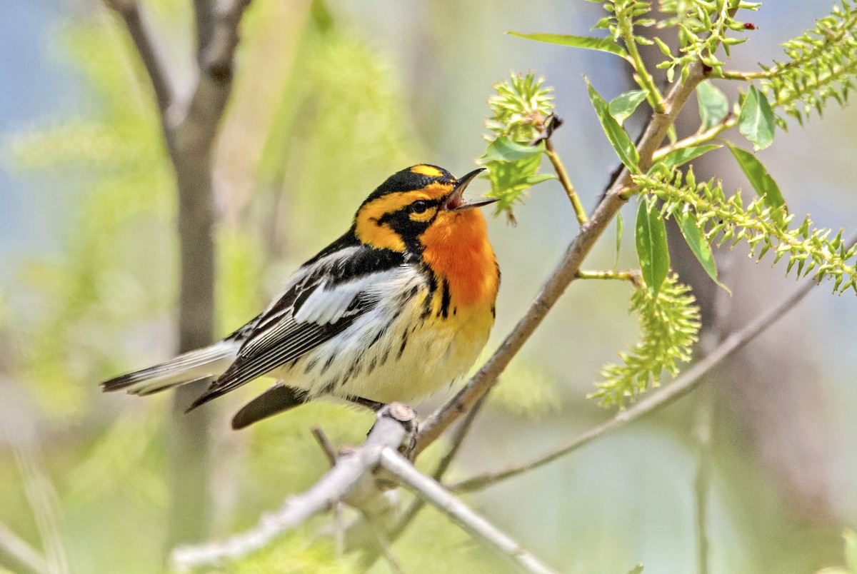 Blackburnian Warbler - Andrew Simon