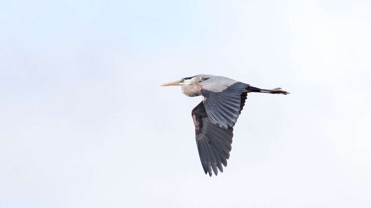 Great Blue Heron (Great Blue) - ML159585651