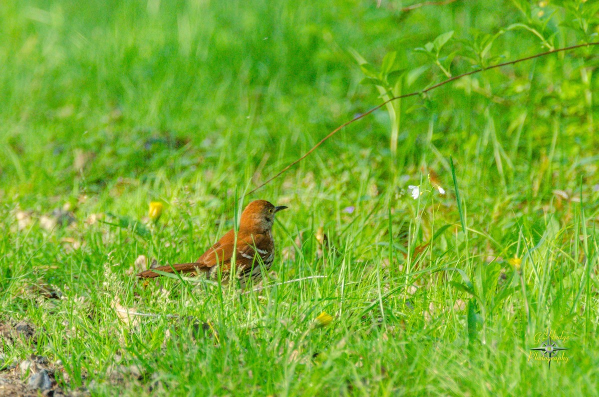 Brown Thrasher - ML159587041