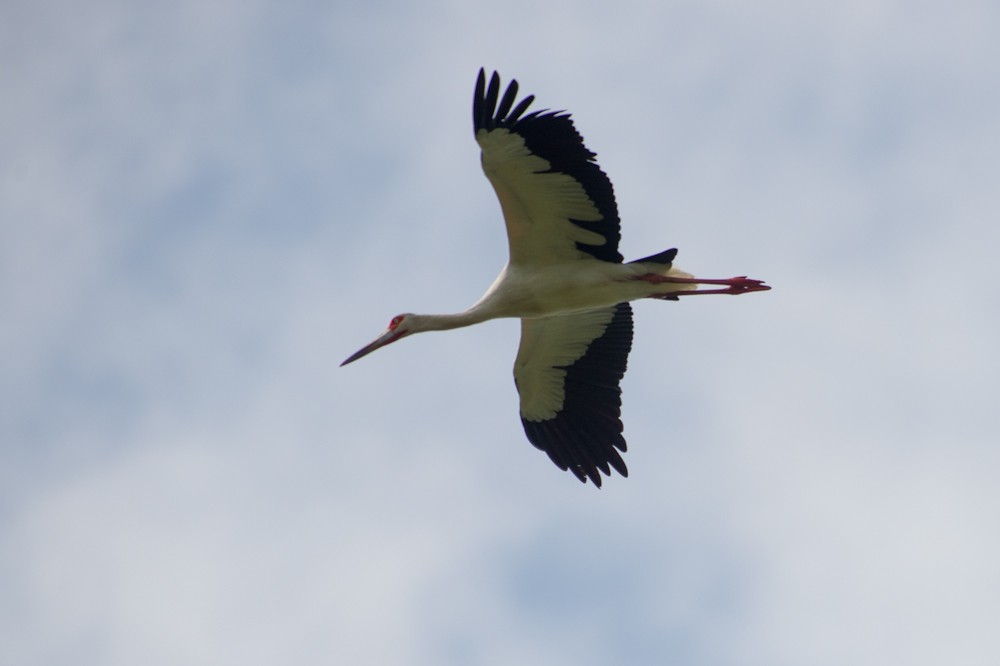 maguaristork - ML159587111