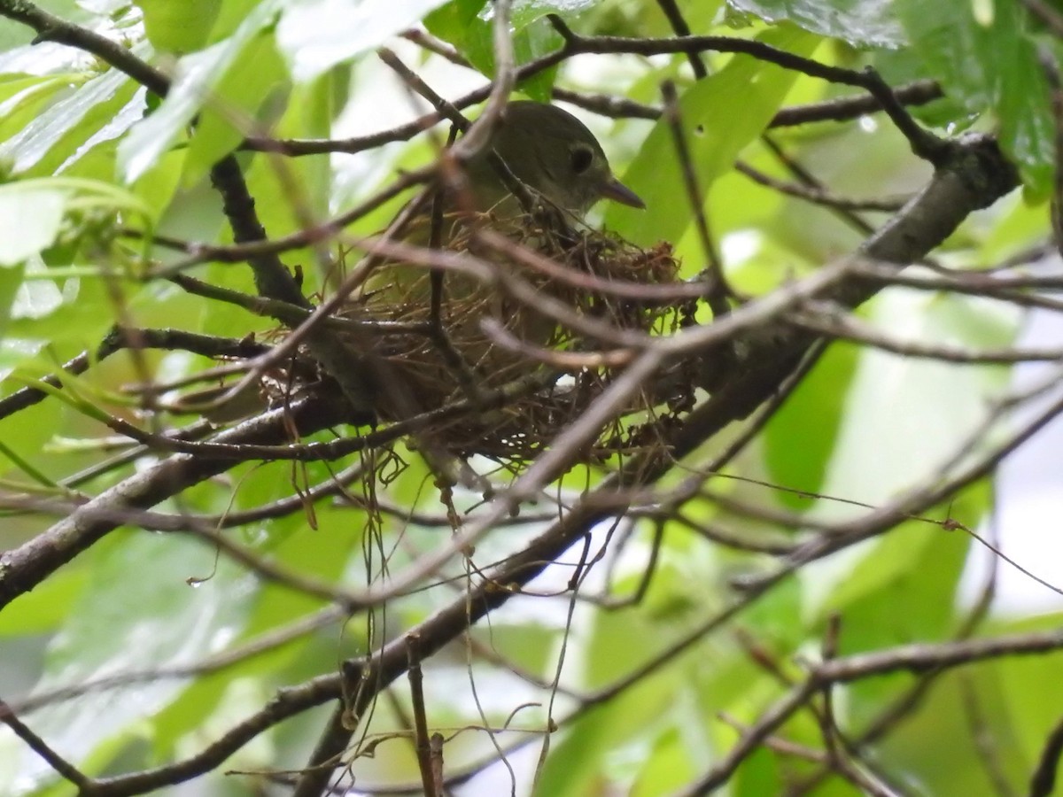 Acadian Flycatcher - ML159588641