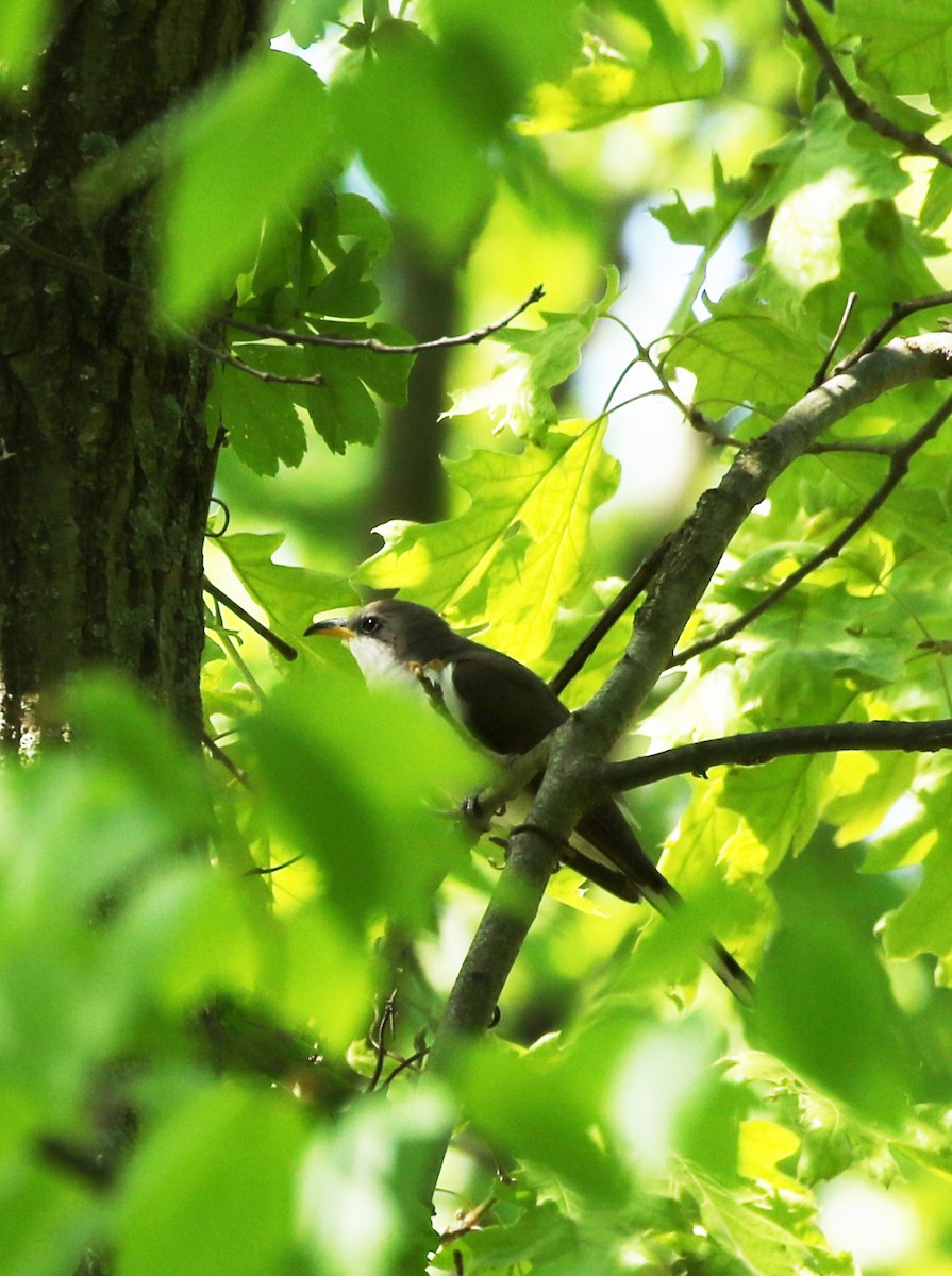 Yellow-billed Cuckoo - ML159589441