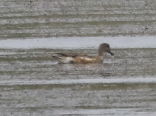 American Wigeon - ML159589881