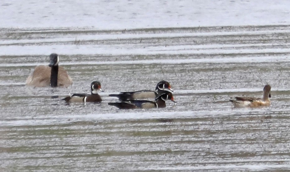 American Wigeon - Brian Sullivan