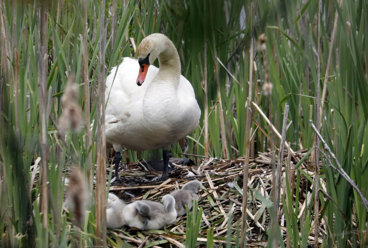 Mute Swan - ML159591441