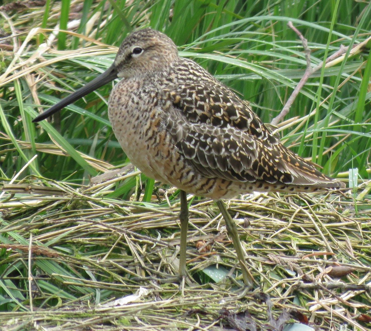 Long-billed Dowitcher - Kathryn Clouston