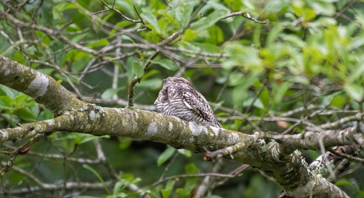 Common Nighthawk - ML159592291