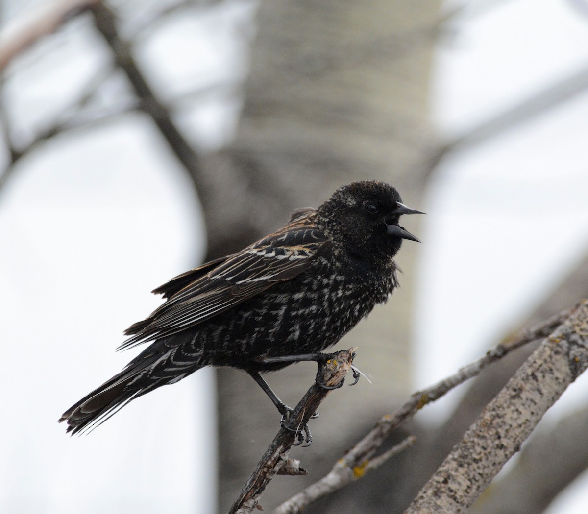 Red-winged Blackbird - François Hamel