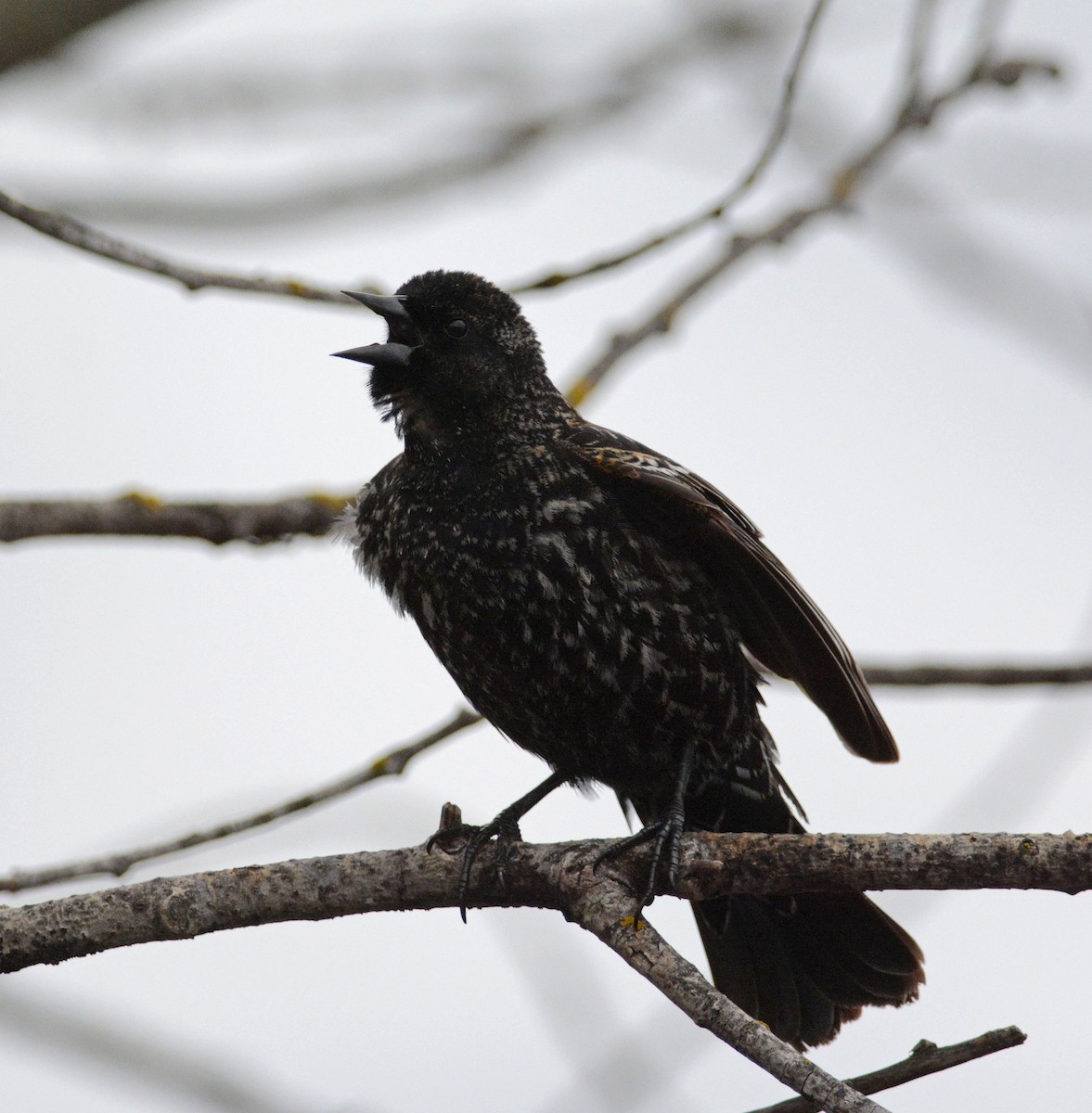 Red-winged Blackbird - François Hamel