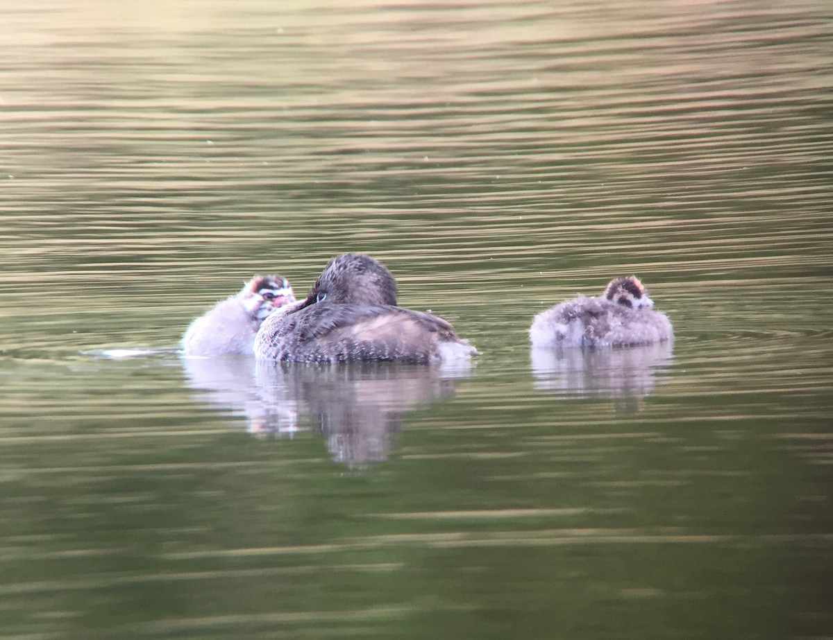 Pied-billed Grebe - ML159593821