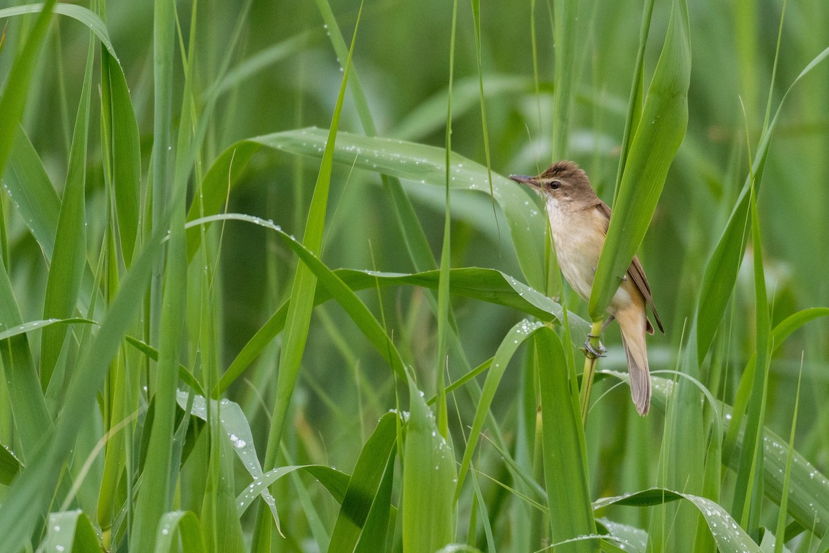 Great Reed Warbler - Raphaël Nussbaumer